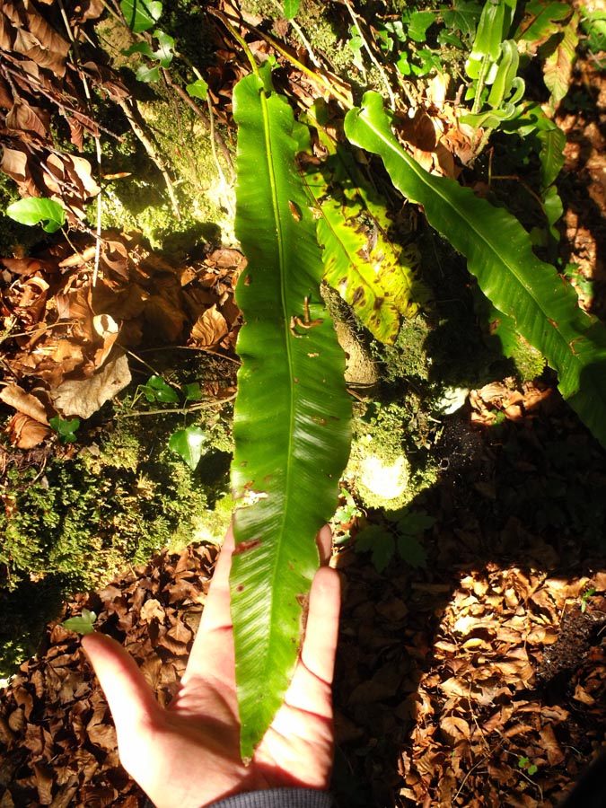 Phyllitis scolopendrium